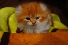 ( พร้อมย้ายบ้าน ) แมวอเมริกันเคิร์ล เพศหญิง หูพลิก สีส้มขาว รูปที่ 7