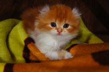 ( พร้อมย้ายบ้าน ) แมวอเมริกันเคิร์ล เพศหญิง หูพลิก สีส้มขาว รูปที่ 4