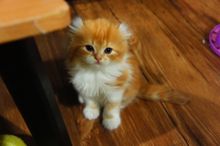 ( พร้อมย้ายบ้าน ) แมวอเมริกันเคิร์ล เพศหญิง หูพลิก สีส้มขาว รูปที่ 5