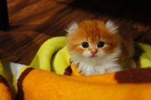 ( พร้อมย้ายบ้าน ) แมวอเมริกันเคิร์ล เพศหญิง หูพลิก สีส้มขาว รูปที่ 6