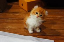 ( พร้อมย้ายบ้าน ) แมวอเมริกันเคิร์ล เพศหญิง หูพลิก สีส้มขาว รูปที่ 1