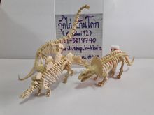 โมเดลโครงกระดูกไดโนเสาร์  มือสอง งานตู้ญี่ปุ่น มีสามชิ้น ขายเหมาๆ 3 ชิ้น รูปที่ 1