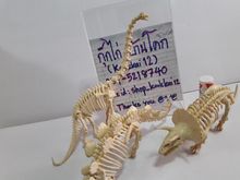 โมเดลโครงกระดูกไดโนเสาร์  มือสอง งานตู้ญี่ปุ่น มีสามชิ้น ขายเหมาๆ 3 ชิ้น รูปที่ 4
