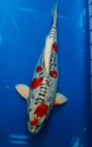 ระบายปลาคาร์ฟนอกแท้นำเข้าญี่ปุ่น รูปที่ 5