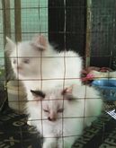 ขายแมวเปอร์เซียสีขาว รูปที่ 2