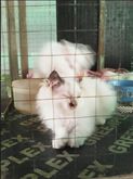 ขายแมวเปอร์เซียสีขาว รูปที่ 3