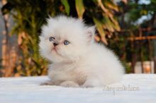 ลูกแมว หิมาลายัน ตาสีฟ้า เพศชาย สายพันธุ์แท้ ( พ้อยครบ 9 แต้ม) รูปที่ 8