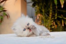 ลูกแมว หิมาลายัน ตาสีฟ้า เพศชาย สายพันธุ์แท้ ( พ้อยครบ 9 แต้ม) รูปที่ 2