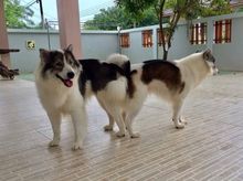 ลูกสุนัขไทยบางแก้ว สีขาว-เทา รูปที่ 1