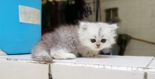 หาบ้านให้ลูกแมวเปอร์เซีย ชินชิล่าซิลเว่อร์แท้ๆ ล้าน เปอร์เซ็นต์ รูปที่ 1