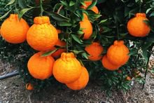 ต้นพันธุ์ส้มเดโกปอง (Dekopon Orange) รูปที่ 1