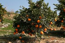 ต้นพันธุ์ส้มเดโกปอง (Dekopon Orange) รูปที่ 4