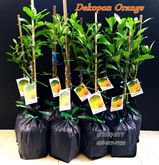 ต้นพันธุ์ส้มเดโกปอง (Dekopon Orange) รูปที่ 3
