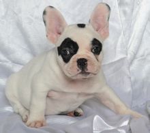 เฟรนซ์บลูด็อก French bulldog เพศผู้ สีขาวดำ สวยๆค่ะ รูปที่ 5