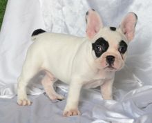 เฟรนซ์บลูด็อก French bulldog เพศผู้ สีขาวดำน่ารักราคาเบาๆค่ะ รูปที่ 3