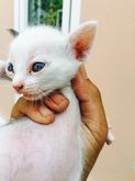 ขายลูกแมวผสมเปอร์เซีย ตาสีฟ้าทั้งหมด รูปที่ 7