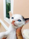 ขายลูกแมวผสมเปอร์เซีย ตาสีฟ้าทั้งหมด รูปที่ 3