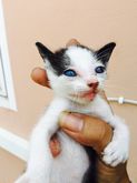 ขายลูกแมวผสมเปอร์เซีย ตาสีฟ้าทั้งหมด รูปที่ 1