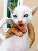 ขายลูกแมวผสมเปอร์เซีย ตาสีฟ้าทั้งหมด รูปที่ 8