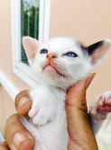 ขายลูกแมวผสมเปอร์เซีย ตาสีฟ้าทั้งหมด รูปที่ 2