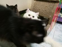 ลูกแมวเปอร์เซีย สีขาวเพศเมีย สีดำเพศผู้ รูปที่ 3