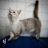 แมวคินคาโล (Kinkalow Cat) เพศเมีย แม่ท้อง รูปที่ 5