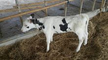 ลูกวัวตัวเมียอาย3-9เดือนมีเยอะหลายตัว ตัวเมียทั้งหมดไม่มีตัวผู้นะครับ รูปที่ 1