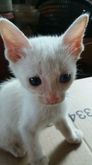แมวขาวมณีตาสองสี รูปที่ 7