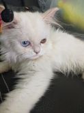แมวเปอร์เชียสีขาวตาสองสี รูปที่ 4