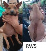 ลูกสุนัขไทยหลังอาน สีมะขาม เพศเมีย รูปที่ 5