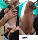 ลูกสุนัขไทยหลังอาน สีมะขาม เพศเมีย รูปที่ 4