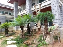 เชียงใหม่รับจัดสวนราคาถูกเป็นกันเอง รูปที่ 9