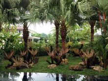 เชียงใหม่รับจัดสวนราคาถูกเป็นกันเอง รูปที่ 2