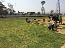 เชียงใหม่รับปลูกหญ้าราคาถูก รูปที่ 8