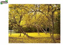 ต้นเหลืองอินเดีย ดอกสวย ปลูกง่าย ส่งไปรษณีย์จาก ไร่ชวนฝัน ลำปางถึงบ้านคุณ  รูปที่ 2