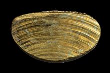 พระรูปหล่อหลวงพ่อมีองค์ที่1 รูปที่ 4