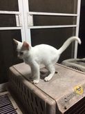 ขายแมวไทยขาวมณีตาสีฟ้า รูปที่ 1
