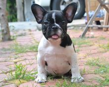 เฟรนซ์บลูด็อก French bulldog เพศเมีย สีขาวดำ ราคาเบาๆค่ะ รูปที่ 1