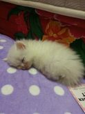 ขายลูกแมวสายพันธุ์ เปอร์เซียสก๊อตติช(อายุ 3เดือน) แม่พันธ์ตา2สี  รูปที่ 3