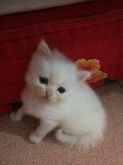 ขายลูกแมวสายพันธุ์ เปอร์เซียสก๊อตติช(อายุ 3เดือน) แม่พันธ์ตา2สี  รูปที่ 1
