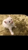 ขายลูกแมวสายพันธุ์ เปอร์เซียสก๊อตติช(อายุ 3เดือน) แม่พันธ์ตา2สี  รูปที่ 5