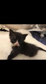 ขายลูกแมวสายพันธุ์ เปอร์เซียสก๊อตติช(อายุ 3เดือน) แม่พันธ์ตา2สี  รูปที่ 2