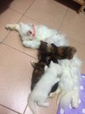 ขายลูกแมวสายพันธุ์ เปอร์เซียสก๊อตติช(อายุ 3เดือน) แม่พันธ์ตา2สี  รูปที่ 6