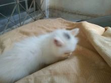 ขายลูกแมวเปอร์เซียตัวเมีย สีขาวหัวแต้มดำ อายุเดือนครึ่ง  รูปที่ 9