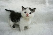 น้องแมวมันช์กิ้น Munchkin Cat แมวขาสั้น นำเข้าจากรัสเซีย Imported from Russia พร้อมย้ายบ้าน รูปที่ 7