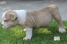 American Bully For Sale  รูปที่ 8