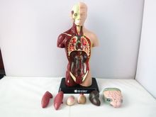 Edu Science ชุดหุ่นจำลองอวัยวะมนุษย์ รูปที่ 3