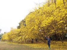 ต้นเหลืองอินเดีย ดอกสวย ปลูกง่าย ส่งไปรษณีย์จาก ไร่ชวนฝัน ลำปางถึงบ้านคุณ  ราคา 490บ.รวมค่าส่ง รูปที่ 6