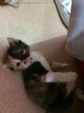 ขายลูกแมวสายพันธุ์ เปอร์เซียสก๊อตติช(อายุ 3เดือน) แม่พันธ์ตา2สี  รูปที่ 7