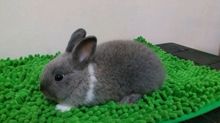 กระต่ายND รูปที่ 2